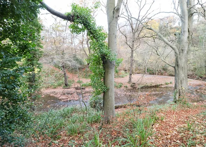Snowdrop * Saltburn-by-the-Sea