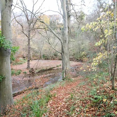 Snowdrop Saltburn-by-the-Sea